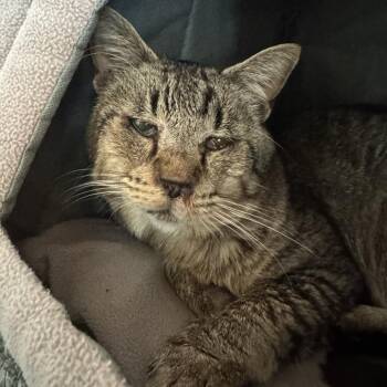 Barry -  Domestic Short Hair Cat for Adoption in Bentonville, Arkansas - Barry | PetCurious