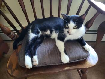 Flower -  Domestic Short Hair Cat for Adoption in Mechanicsburg, Pennsylvania - Flower | PetCurious