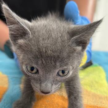 Jorge -  Domestic Short Hair Cat for Adoption in Ojai, California - Jorge | PetCurious