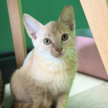 Doodle Bear -  Domestic Short Hair Cat for Adoption in Dayton, Ohio - Doodle Bear | PetCurious