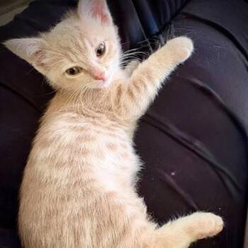 August -  Tabby Cat for Adoption in Fort Payne, Alabama - August | PetCurious