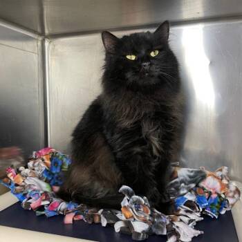 Domestic Medium Hair Cats Available for Adoption in Roanoke, Virginia - Truffles | PetCurious