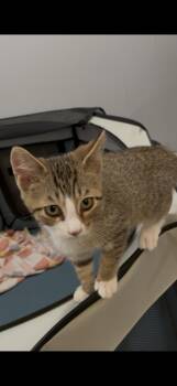 KURT  2026-299 -  Domestic Short Hair Cat for Adoption in Winder, Georgia - KURT  2026-299 | PetCurious