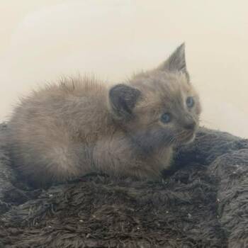 Peanut 26-06-053 -  Domestic Short Hair Cat for Adoption in Bastrop, Texas - Peanut 26-06-053 | PetCurious