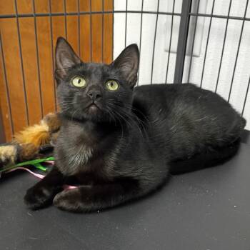 Elvira -  Domestic Short Hair Cat for Adoption in Fort Smith, Arkansas - Elvira | PetCurious
