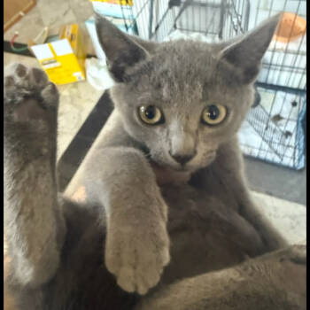 Rescue Russian Blue Cats for Adoption in Escondido, California - Grayson | PetCurious