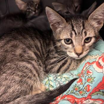 Ponchick -  Domestic Short Hair Cat for Adoption in Los Angeles, California - Ponchick | PetCurious