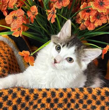 4/1/26 Malcolm -  Domestic Short Hair Cat for Adoption in Stillwater, Oklahoma - 4/1/26 Malcolm | PetCurious