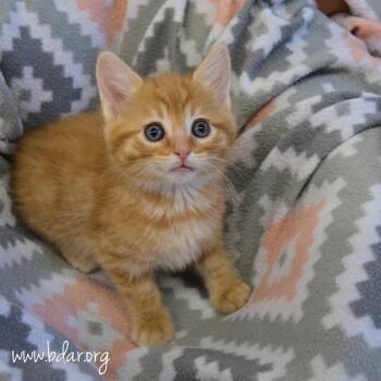 Ashley -  Domestic Short Hair Cat for Adoption in Cheyenne, Wyoming - Ashley | PetCurious