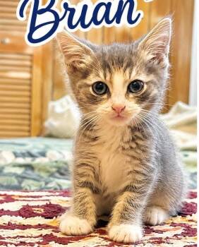 Brian -  Tabby Cat for Adoption in Youngstown, Ohio - Brian | PetCurious