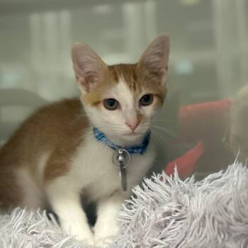 WV2397 Jack B Little -  Domestic Short Hair Cat for Adoption in Port Washington, New York - WV2397 Jack B Little | PetCurious