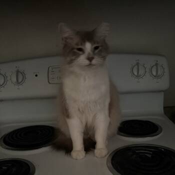 Rescue Siamese Cats for Adoption in Lynchburg, Virginia - Mischief | PetCurious