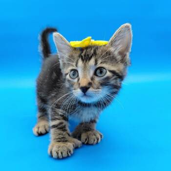 Hex -  Domestic Medium Hair Cat for Adoption in Springfield, Missouri - Hex | PetCurious