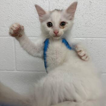 Inky -  Domestic Short Hair Cat for Adoption in Edinburg, Texas - Inky | PetCurious