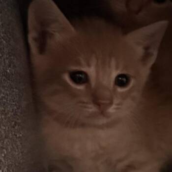 Domestic Short Hair Cats Available for Adoption in Edinburg, Texas - Noah | PetCurious
