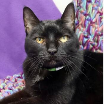 Onyx -  Domestic Short Hair Cat Available for Adoption in Pinellas Park, Florida - Onyx | PetCurious