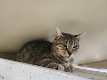 Rescue Domestic Short Hair Cats for Adoption in Bloomsburg, Pennsylvania - Amy | PetCurious