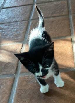 Rescue Domestic Short Hair Cats for Adoption in Philadelphia, Pennsylvania - Maxwell | PetCurious