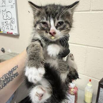 Pistachio -  Domestic Short Hair Cat Available for Adoption in Reno, Nevada - Pistachio | PetCurious