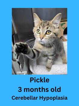 Pickle -  Domestic Short Hair Cat for Adoption in Ravenna, Ohio - Pickle | PetCurious