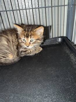 Domestic Short Hair Cats Available for Adoption in Bossier City, Louisiana - Jirah | PetCurious
