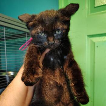 Backpack (pink) -  Domestic Short Hair Cat for Adoption in Osawatomie, Kansas - Backpack (pink) | PetCurious