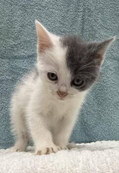 Domestic Short Hair Cats Available for Adoption in Wilkesboro, North Carolina - Lemur | PetCurious