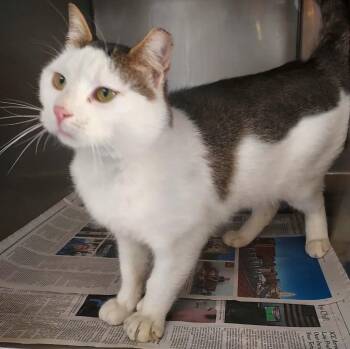 Pusser Cat -  Domestic Short Hair Cat for Adoption in Pine Grove, Pennsylvania - Pusser Cat | PetCurious