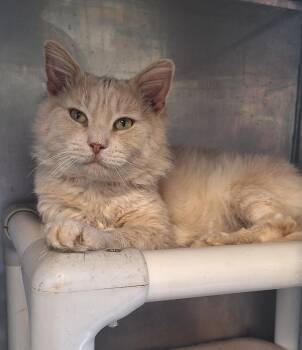 Domestic Medium Hair Cats Available for Adoption in Stanton, Kentucky - Hobbs | PetCurious