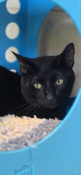 Domestic Short Hair Cats Available for Adoption in Honolulu, Hawaii - Little Guy | PetCurious