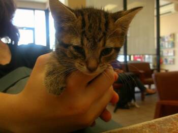 A382374 -  Domestic Short Hair Cat for Adoption in Ocala, Florida - A382374 | PetCurious