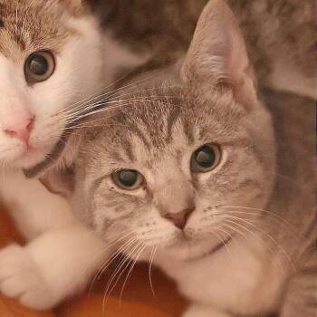 Pops -  Domestic Short Hair Cat for Adoption in Philadelphia, Pennsylvania - Pops | PetCurious