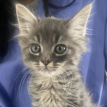 Harry -  Domestic Medium Hair Cat for Adoption in Chapel Hill, North Carolina - Harry | PetCurious