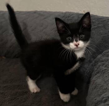 Mr. Fancy pants bojangles -  Domestic Short Hair Cat for Adoption in Tampa, Florida - Mr. Fancy Pants Bojangles | PetCurious