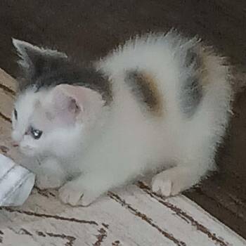 Butter Bean - in foster home -  Domestic Short Hair Cat for Adoption in Myrtle Beach, South Carolina - Butter Bean - In Foster Home | PetCurious