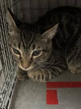 MARSERY -  Domestic Short Hair Cat for Adoption in Las Vegas, Nevada - MARSERY | PetCurious