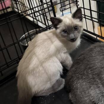 Genoise -  Siamese Cat for Adoption in Los Angeles, California - Genoise | PetCurious