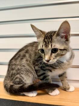 Domestic Short Hair Cats Available for Adoption - Moxie | PetCurious