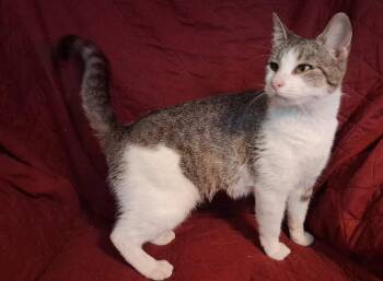 Georgia -  Domestic Short Hair Cat for Adoption in Greensboro, North Carolina - Georgia | PetCurious