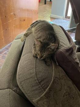 Crabgrass -  Domestic Short Hair Cat for Adoption in Mckinney, Texas - Crabgrass | PetCurious