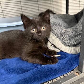 Halsey -  Domestic Short Hair Cat for Adoption in Hampton Bays, New York - Halsey | PetCurious