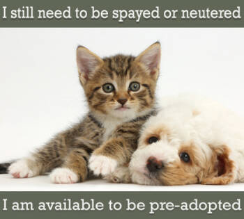 Rescue Domestic Short Hair Cats for Adoption in Greenville, South Carolina - Salem | PetCurious