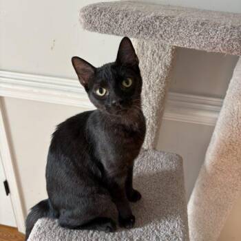 Bombay and Domestic Short Hair Cats Available for Adoption - The General | PetCurious
