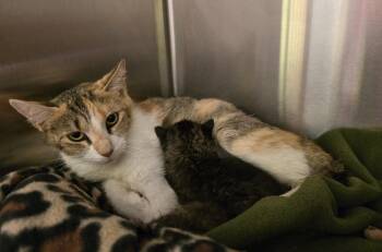 Kitty Gaga -  Calico Cat for Adoption in Dickson, Tennessee - Kitty Gaga | PetCurious