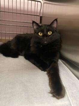 Falco -  Domestic Medium Hair Cat for Adoption in Vancouver, Washington - Falco | PetCurious
