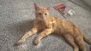Foster -  Domestic Short Hair Cat for Adoption in Lorain, Ohio - Foster | PetCurious