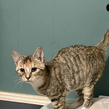 Domestic Short Hair Cats Available for Adoption - Catnip | PetCurious