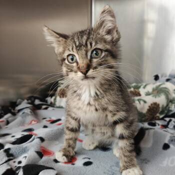 Puff -  Domestic Short Hair Cat for Adoption in Madison, Wisconsin - Puff | PetCurious