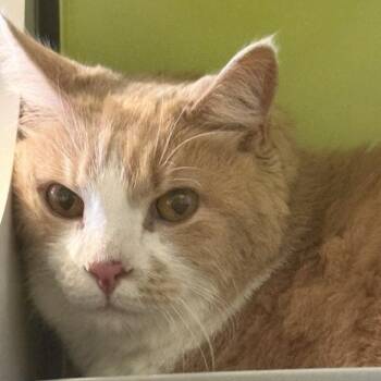 Jefferson -  Domestic Short Hair Cat for Adoption in Temecula, California - Jefferson | PetCurious