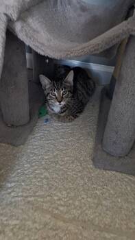 Rescue Domestic Short Hair Cats for Adoption in Butler, Pennsylvania - Villy | PetCurious